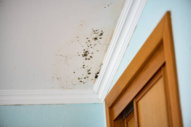 Best Mold Testing  in Nd Lake, WI