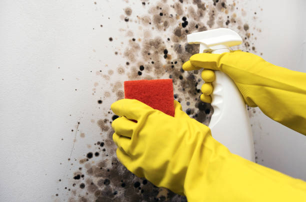 Certified Mold Removal in Wind Lake, WI