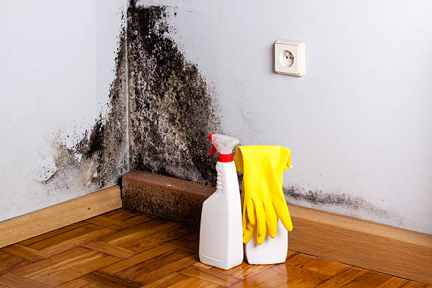 Best Black Mold Removal  in Nd Lake, WI